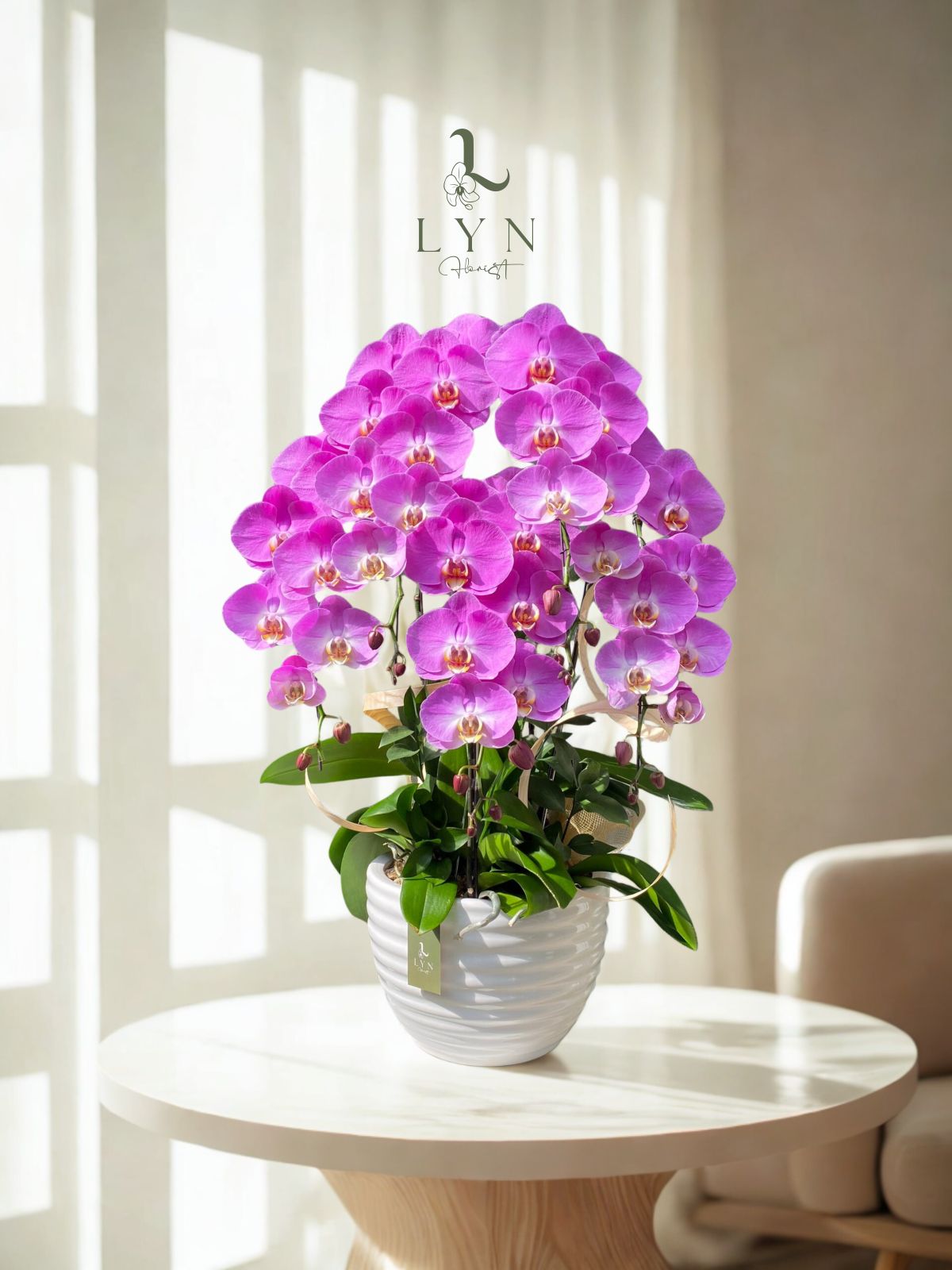 Chậu Hoa Lan Hồng Bản Đồ